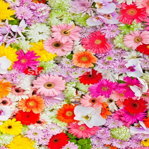 flower wallpapers 4k uhd