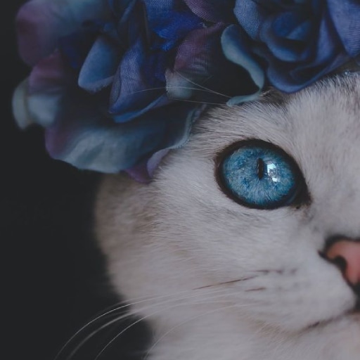 Cute Cat Wallpaper Offline HD