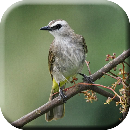 Suara Burung Trucukan Pikat