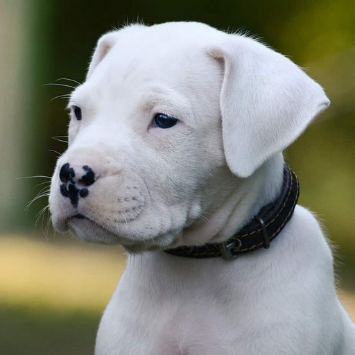 Dogo Argentino