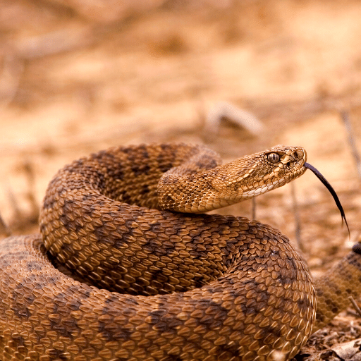 Rattlesnake Sounds