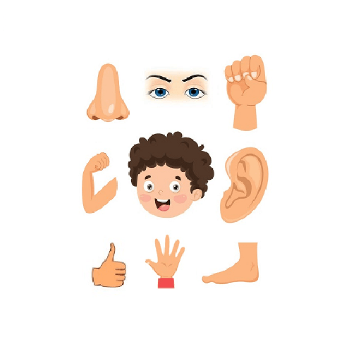 kids human body parts learning