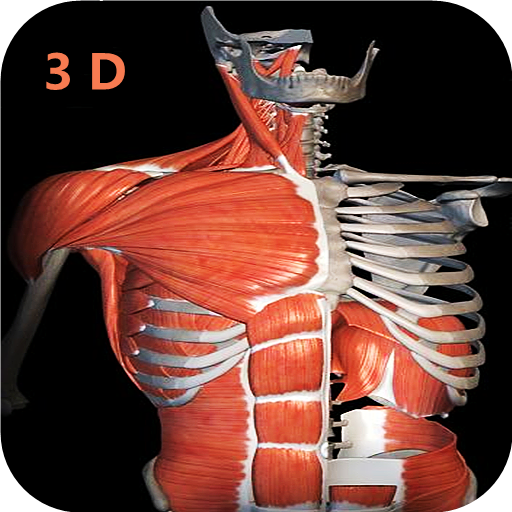 Anatomy Learning 3D- Anatomy of the human body