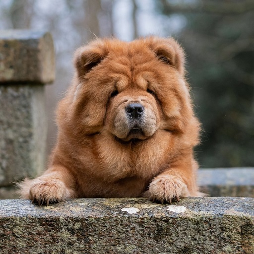 Chow Chow Wallpapers