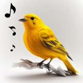 Kuş Şarkısı Sesi