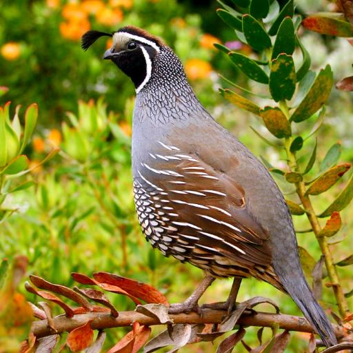 Quail Sounds & Calls