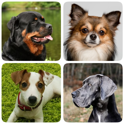 Породы собак – Фото-тест