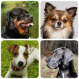 Dog Breeds - Quiz about dogs!