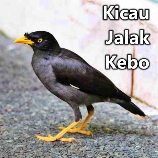 Kicau Jalak Kebo - Offline