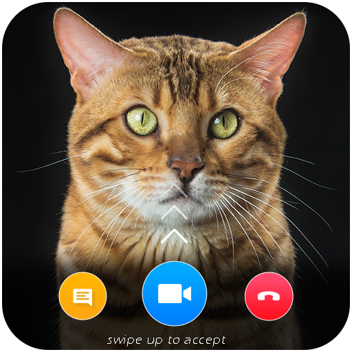 Cat Video Call Prank- Cat Game