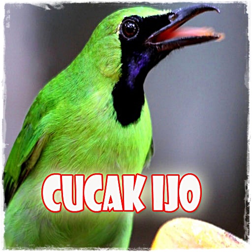 Suara Cucak Ijo MP3 Masteran