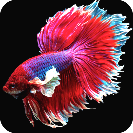 Betta Fish Wallpaper