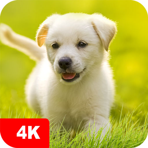 Puppy Wallpapers 4K