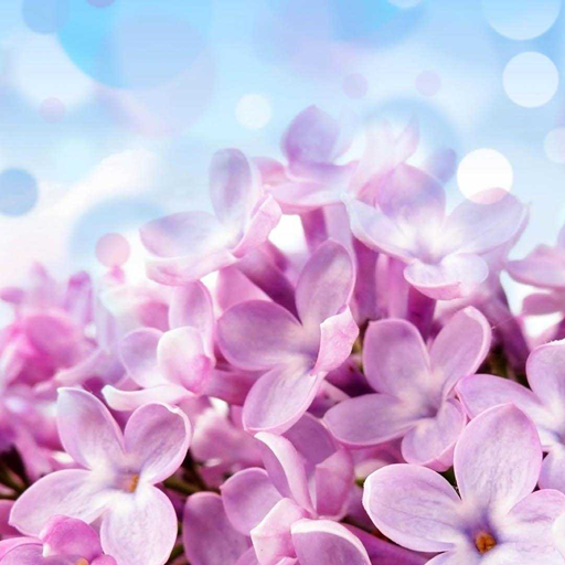 Lilac Wallpapers