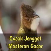 Cucak Jenggot Masteran Gacor