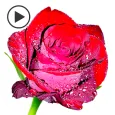 Animated Roses Stickers