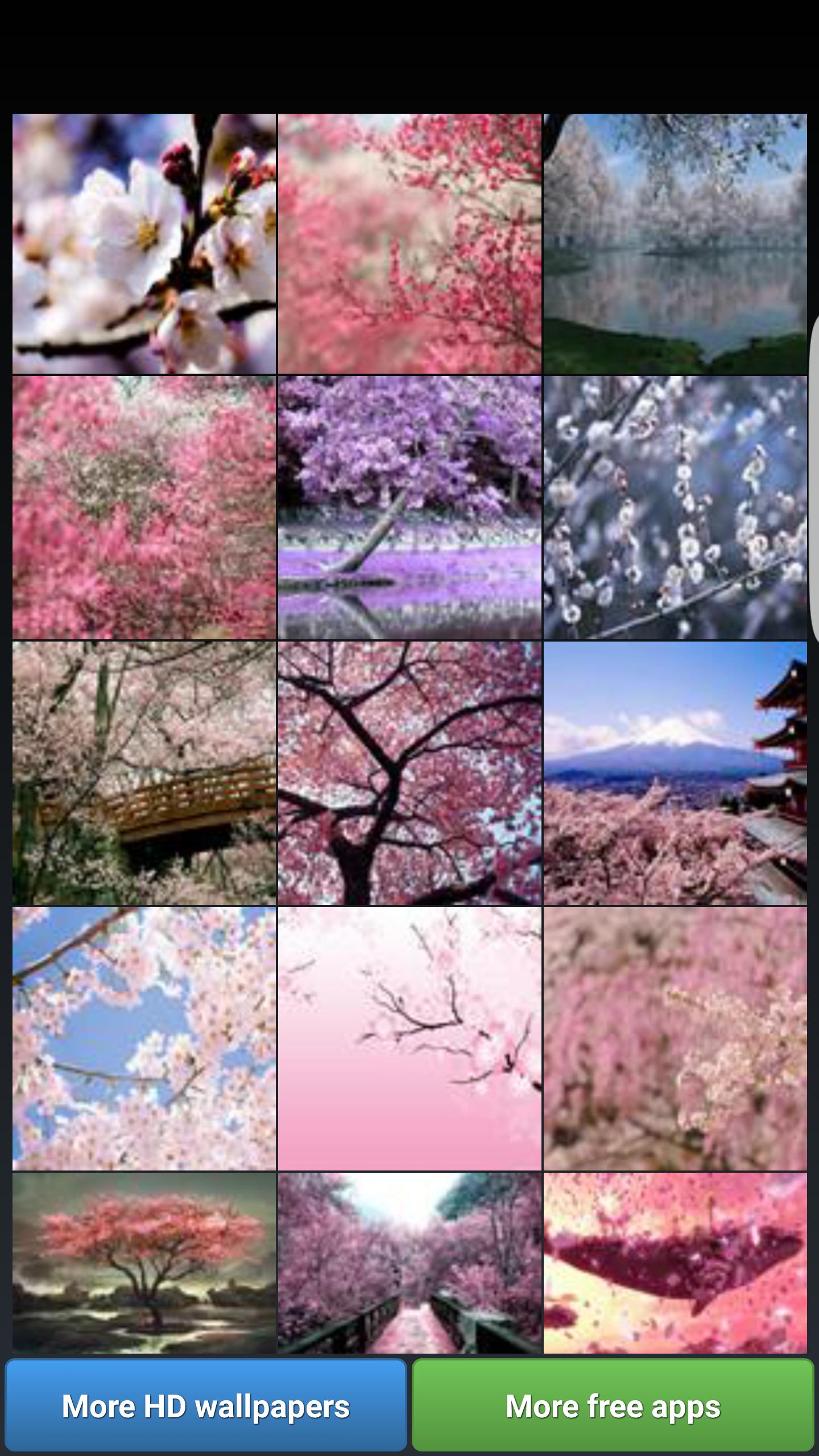 Download Sakura Cherry Blossoms HD Wall android on PC