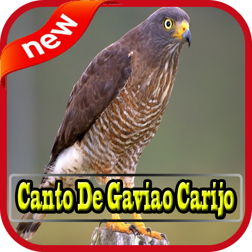 Canto De Gaviao Carijo