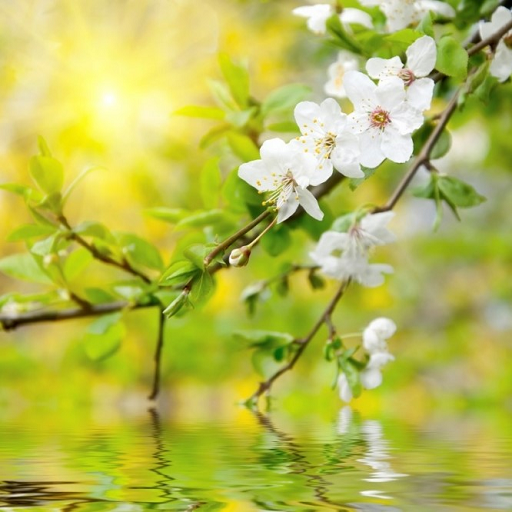 İlkbahar Duvar Kağıtları