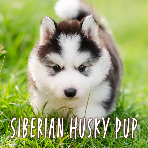 Siberian Husky Pup Tema