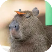 Capybara Wallpaper : Meme