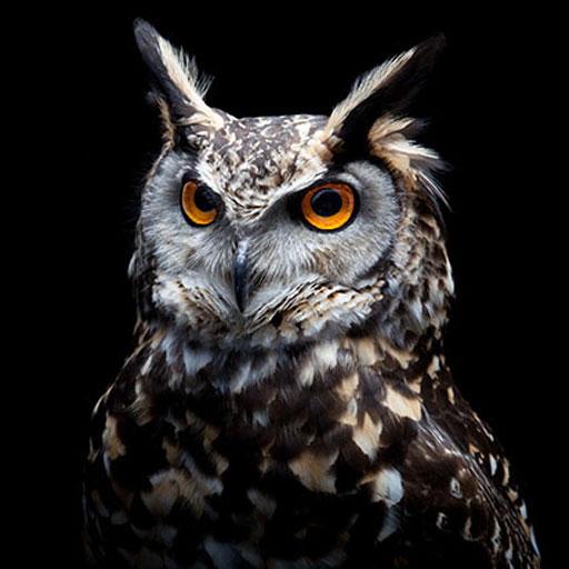 Owl HD Wallpapers