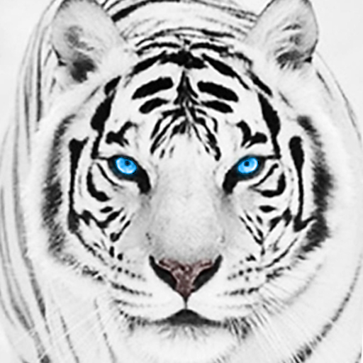 White Tiger Wallpaper HD