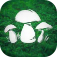 Real Mushroom Hunting Simulato