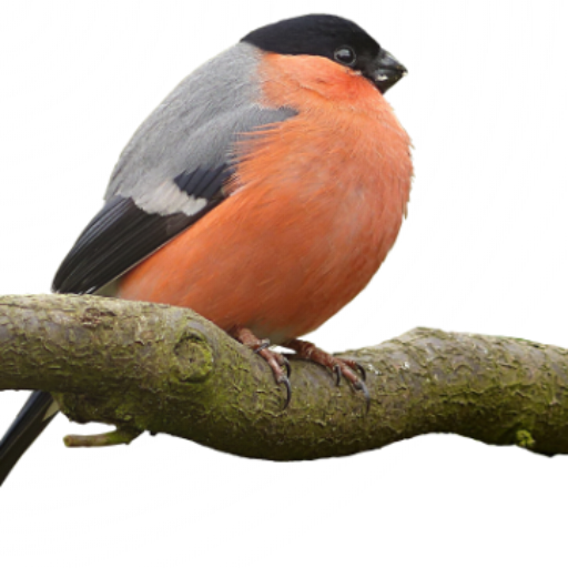 Bullfinch Wallpapers