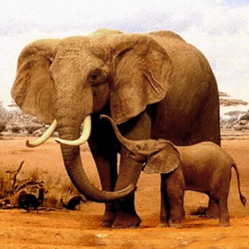 O elefante