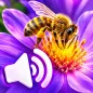 Insect Sounds