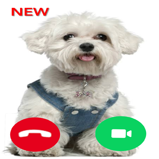 Cute Maltese Dog Call! Fake Video Call