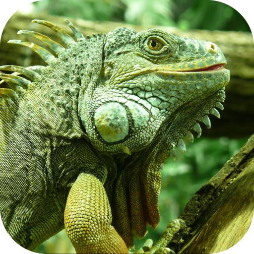 Iguana. Animal Wallpapers