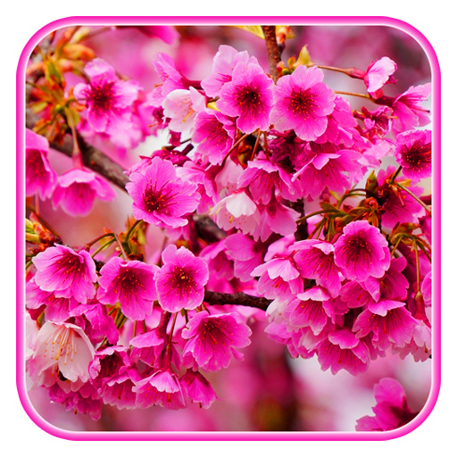 Sakura blossom wallpaper