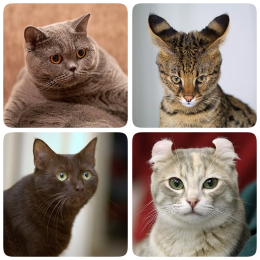 Породы кошек - фото-викторина 