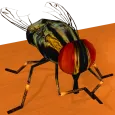 Be the Fly
