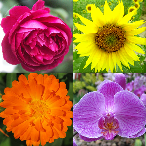 Çiçekler: Bitkileri tanımlayın