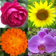 Flores: Identificar as plantas