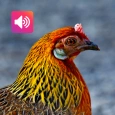 Ayam hutan merah betina