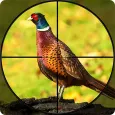 Memburu Burung Penemb Pheasant