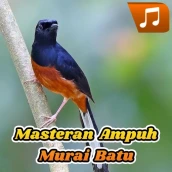 Masteran Ampuh Murai Batu