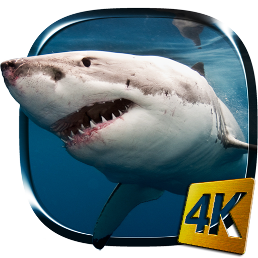 Tubarão 4K
