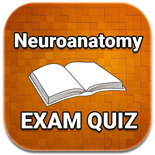 Neuroanatomy Exam Quiz 2023 Ed