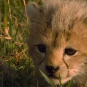 Baby Cheetah Live Wallpaper