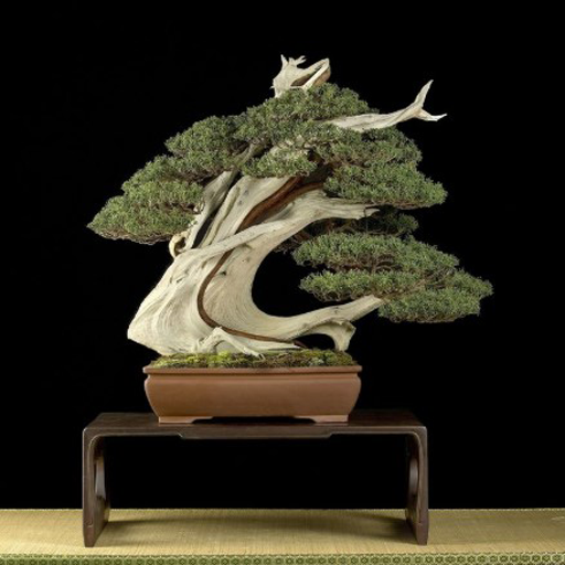 Bonsai Ağaçları Yapımı