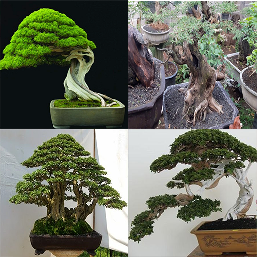 Biết nghệ thuật bonsai