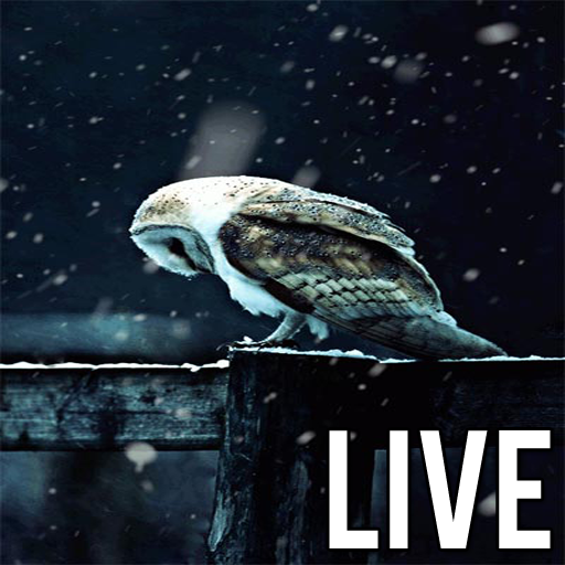 Live Owl Wallpaper