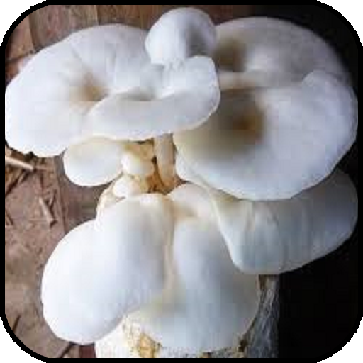 Oyster Mushroom Cultivation