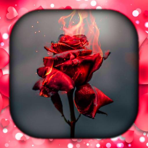 Rose Live Wallpaper | गुलाब वॉ