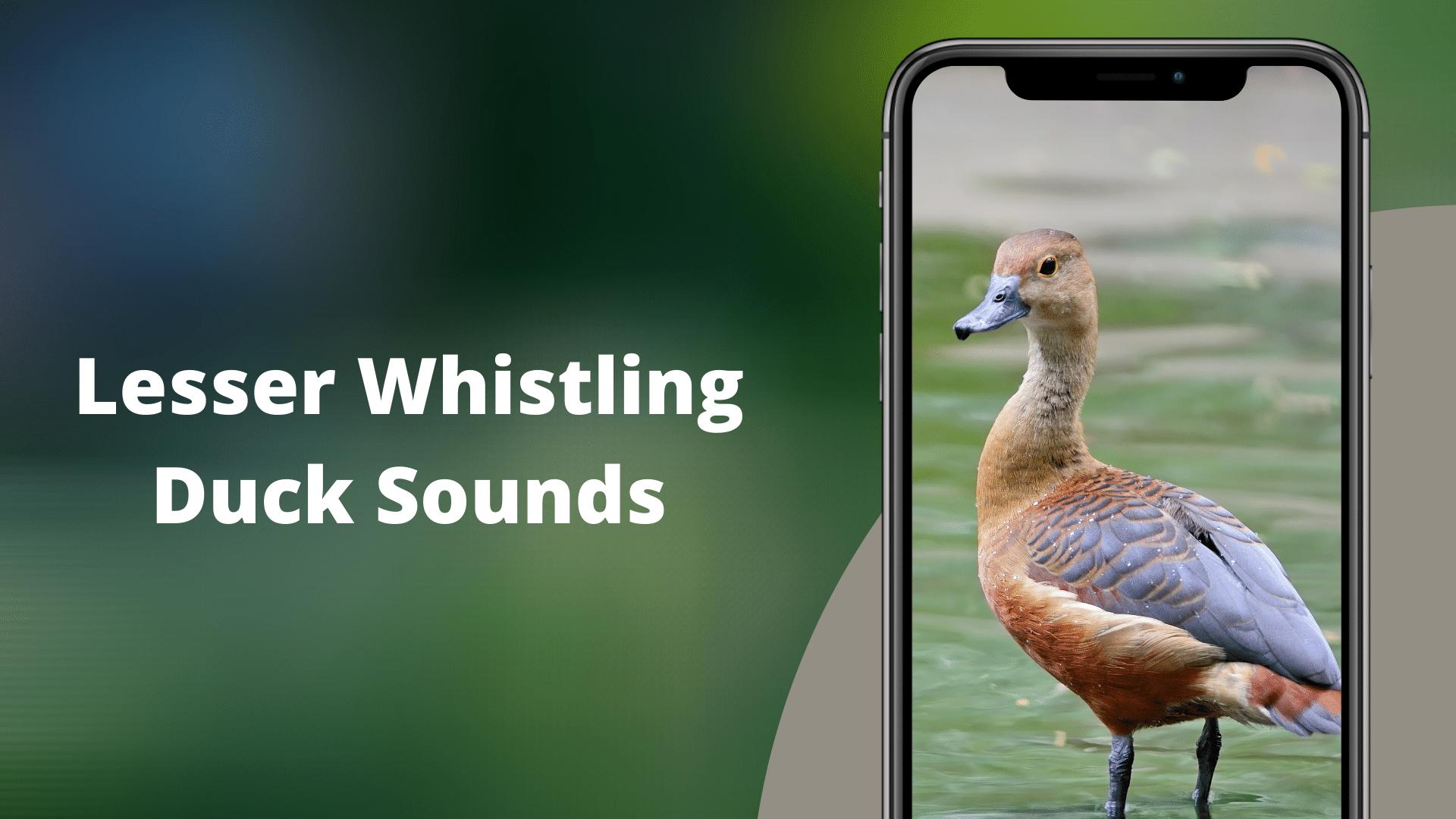 Скачать Lesser Whistling Duck Sounds на ПК | Официальный представитель  GameLoop